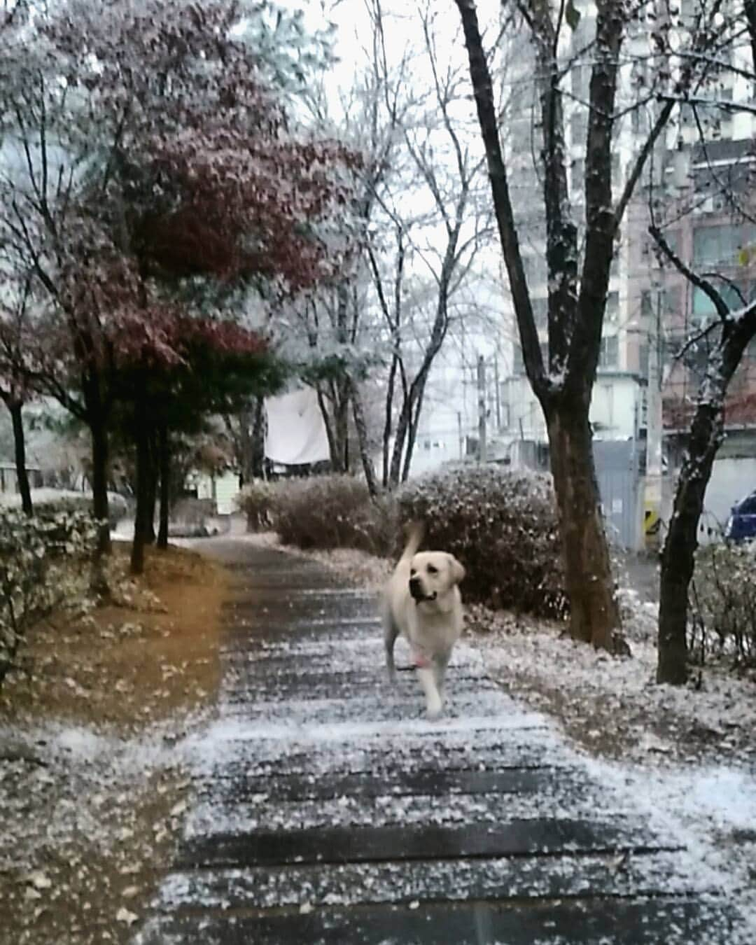 WONBINのインスタグラム：「눈꽃 레오」