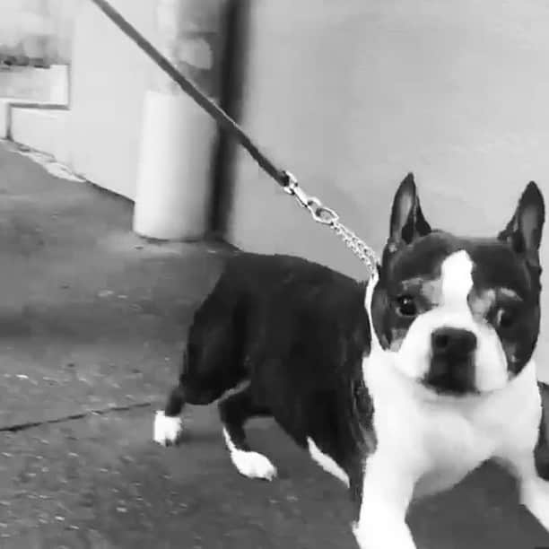 dorlisのインスタグラム：「カメラ目線。。#dorlis #bostonterrier #ボストンテリア #朝の散歩 #スローモーション #カメラ目線 #iphone」