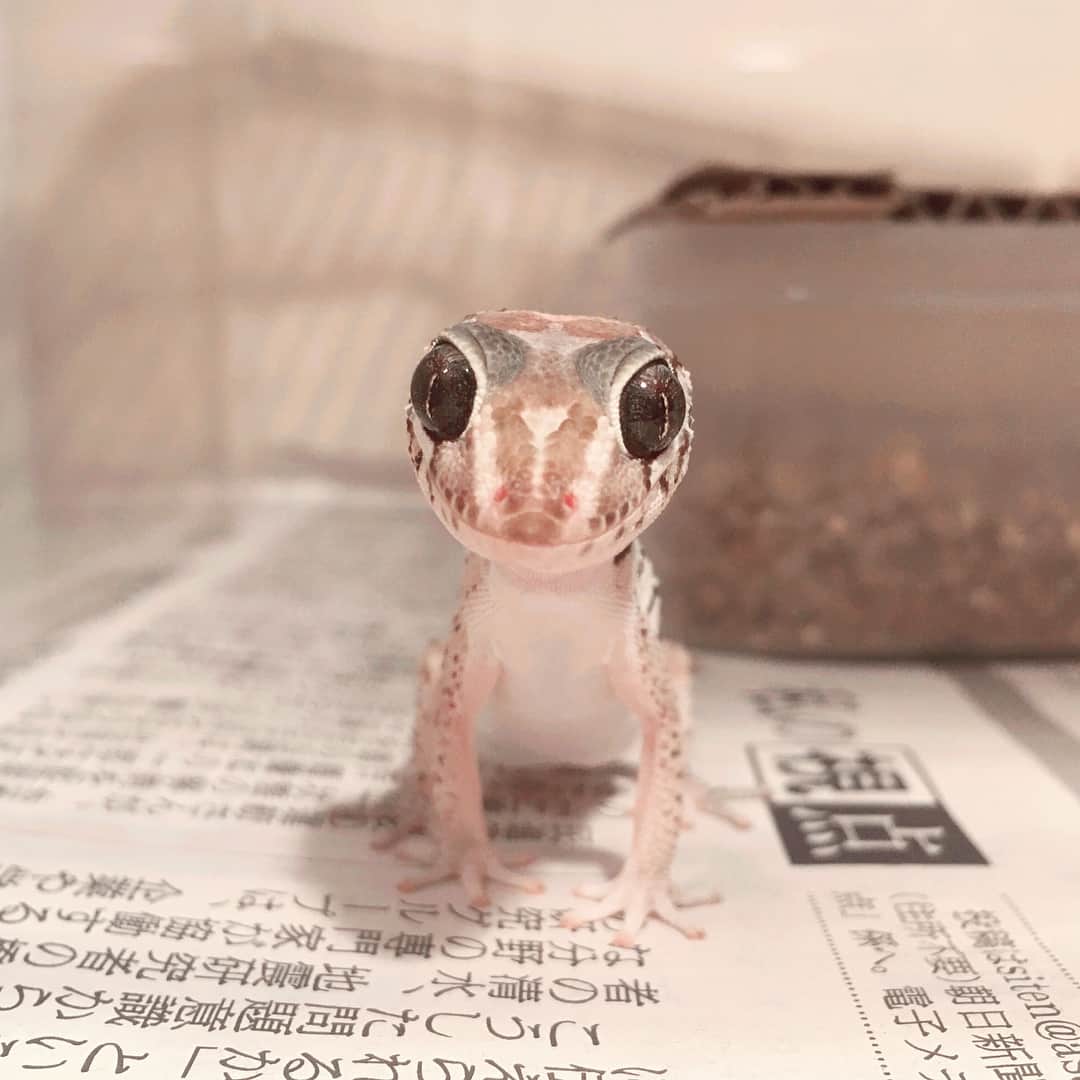 高松雪乃さんのインスタグラム写真 高松雪乃instagram ソメワケベビー 少し育った子 の可愛い写真 ソメワケササクレヤモリ 爬虫類 はちゅドル 12月2日 11時51分 Yukinotakamatsu