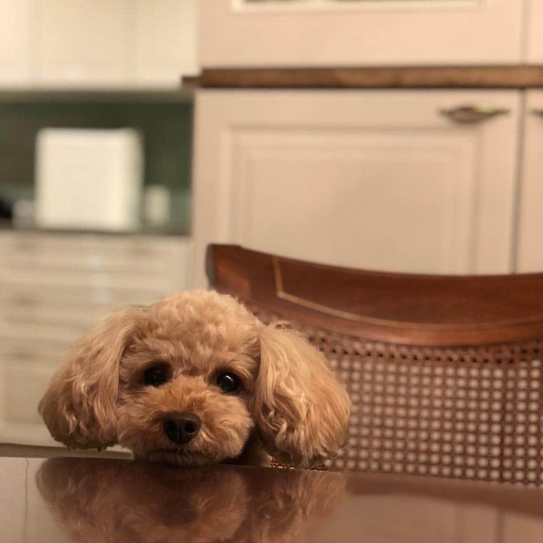 前田健太さんのインスタグラム写真 - (前田健太Instagram)「食事中におこぼれを狙う小太郎。。笑 あげません。 後で小太郎用の餌をあげます😛笑 #dog#犬 #小太郎 #ごはん#食いしん坊 #椅子に乗ったら怒られるよ」12月2日 17時57分 - 18_maeken