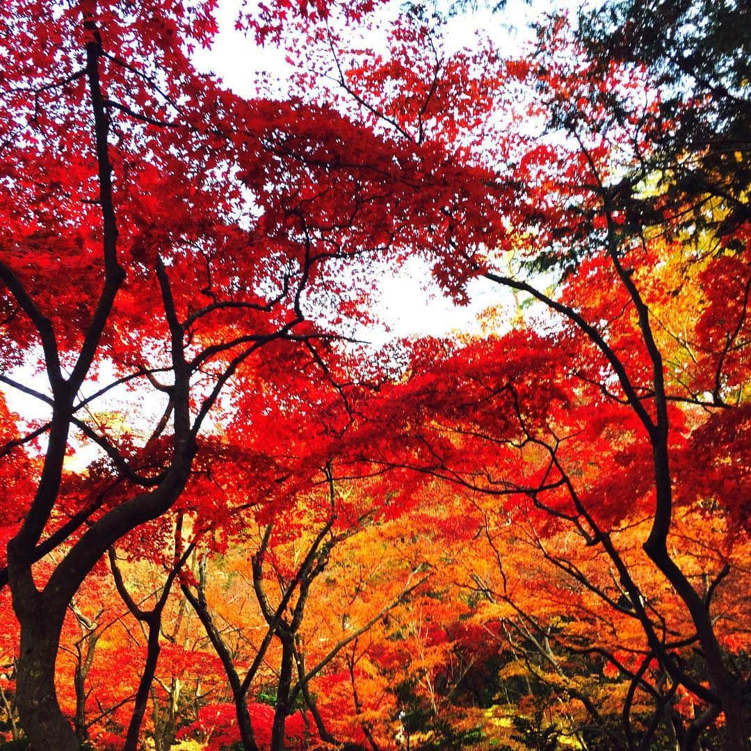 takayuki oheのインスタグラム：「今年の秋はあっという間🍁 #autumn #紅葉」