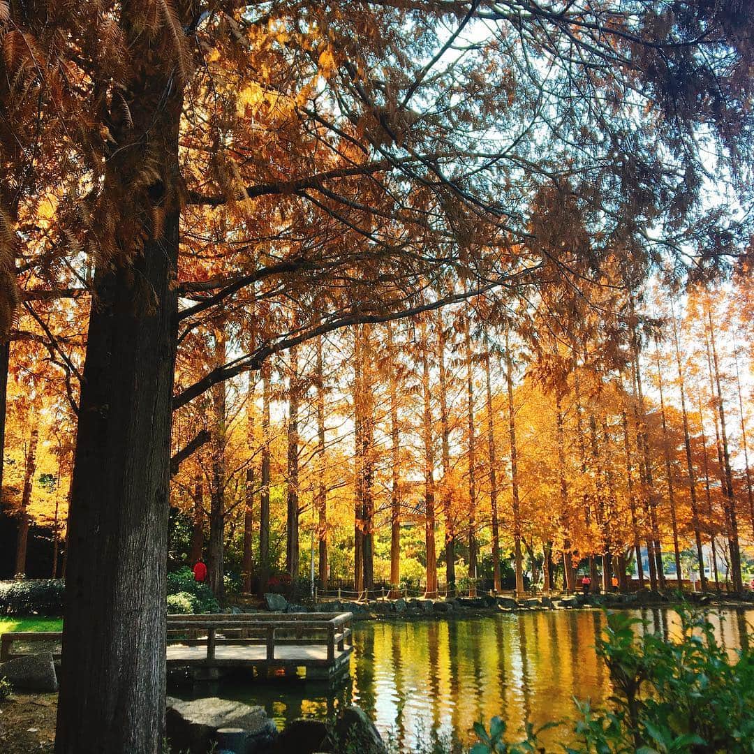 佐藤千晶さんのインスタグラム写真 - (佐藤千晶Instagram)「マラソン途中に出会った景色。 ずっと見ていたかったくらい、 美しかった。  #千葉県 #鎌ヶ谷  #公園 #貝柄山公園 #美しい #紅葉 #beautiful #autumnleaves」12月3日 15時01分 - satochiaki125