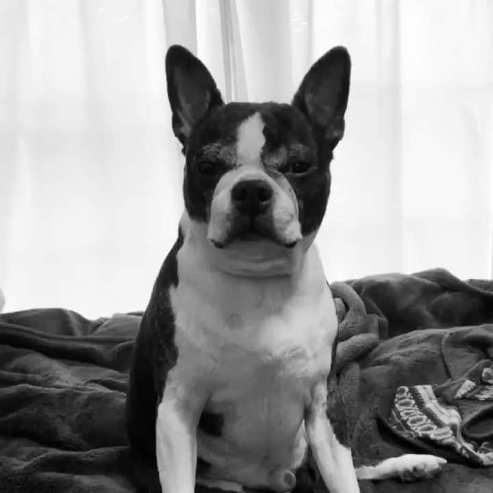 dorlisのインスタグラム：「貫禄 #dorlis #bostonterrier #ボストンテリア #貫禄 #もうすぐ7歳 #犬年齢 #中型犬だと48歳 #メタボ #おデブちゃん」