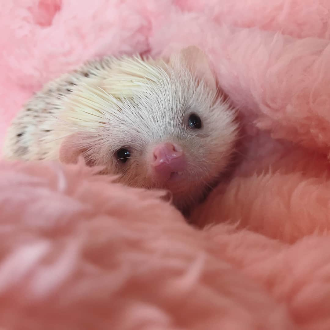 ハフのインスタグラム：「Who needs a lil’ cuddle buddy? 🐾💕」