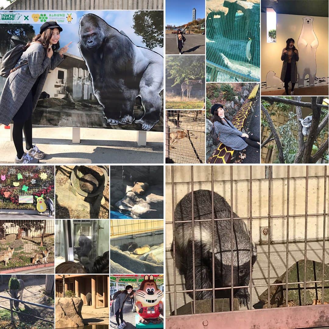 のインスタグラム：「🐆🦍🦃東山動物園🐅🐘🐐 📎1枚目 コラージュ 📎2枚目 シャバーニと私 📎3枚目 シャバーニ動画 📎4枚目 ラーテル 📎5枚目 ラーテル動画 📎6枚目 ラーテル蜂蜜動画 📎7枚目 インスタ映え 📎8枚目 カンガルー 📎9枚目 寝てる動物たち . 2〜3枚目は、 シャバーニ🦍大きかった〜😳✨ . 4〜6枚目は、 舘谷さん(ういちゅ〜前キャスター)が 大興奮で私に語っていたので一度見て みたいと思っていたラーテル😳👍🏻❤️✨ 世界一怖い物知らずな動物として ギネスブックに登録されたらしい🤔 NHK Eテレ『おかあさんといっしょ』 「ポコポッテイト」の主人公である ムテキのムテ吉のモデルでもあるんです💡 というのも、チビでカワイイ顔なのに ライオンとかに向かっていくらしい…😨😨😨 しかも、皮膚が分厚くて猛獣の爪も余裕👍🏻 毒ヘビとかの毒にも耐性があって余裕👍🏻 なんだとか😨笑 日本には東山動物園にしかいないんだって！ ちょうど大好物の蜂蜜を食べているところで いっぱい動いている姿を見れました🍯❤️ . 7枚目は、流行語大賞をとった “インスタ映え”スポットを探して 写真を撮ってみました📷❤️ ちなみに右下はNHK『おかあさんといっしょ』 私世代の“じゃじゃ丸”です😂笑 . 8枚目は、 なんとも言えないカンガルー笑 上は「バキューン🔫」「うっうぅ…」 下は「へ？」(寝起き) って感じ🤔？ . 9枚目は、 寝方がカワイイ動物たち❤️ . #東山動物園 #名古屋 #インスタ映え #ラーテル #おかあさんといっしょ #ポコポッテイト #ムテ吉 #NHK #Eテレ #ギネス #シャバーニ #ゴリラ #じゃじゃまる #動物園 #zoo #動物 #ウォンバット #コアラ #キリン #どうぶつの森」