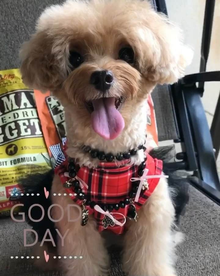 Ⓜ️їк◎ みこ 미코 ? Dogsのインスタグラム：「《Up volume for music 🎼 》 Hi 👋🏻 good day my paw furiends 😘  Have you had your yummilicious 🤤 5-stars 🤩 #PrimalPetFoods today⁉️ . ᴴᴬᴾᴾᵞ  ᔕᘎﬡᖙᗩᎩ 🤪 .  @b2kpet @primalpetfoods #b2kpet  #MikoandB2KPet ⭐️💫⭐️💫⭐️ 📆〔3Dec2017〕 #maltipoosofinstagram #dogs #maltipoo #maltese #toypoodle #ワンコ #わんこ #犬 #いぬ #トイプードル #dogsoftheday #poodlesofficial #poodle #puppylove #petfancy#furball #sgpet #poodleclub #poodleclubsg #furbabies #furballs #fluffypack #puppiesforall #pawsomepoodles #singaporedogs #개 #푸들」