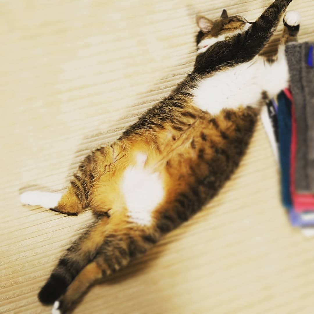 朱神宝さんのインスタグラム写真 - (朱神宝Instagram)「🐱🐱🐱」12月3日 20時59分 - akegami_takara