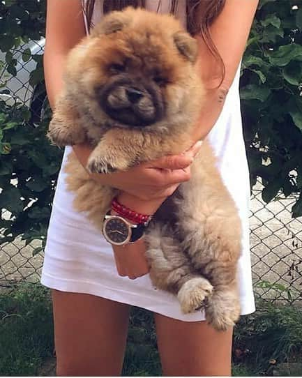 CHOWSTAGRAM CHoW CHoW PuPPieSさんのインスタグラム写真 - (CHOWSTAGRAM CHoW CHoW PuPPieSInstagram)「@sweet.betty.chowchow」12月4日 8時00分 - chowchow.gallery