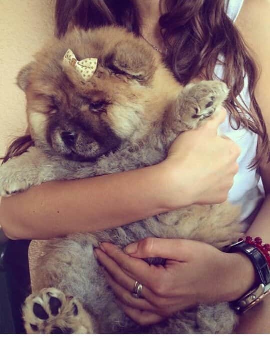 CHOWSTAGRAM CHoW CHoW PuPPieSさんのインスタグラム写真 - (CHOWSTAGRAM CHoW CHoW PuPPieSInstagram)「@sweet.betty.chowchow」12月4日 8時00分 - chowchow.gallery