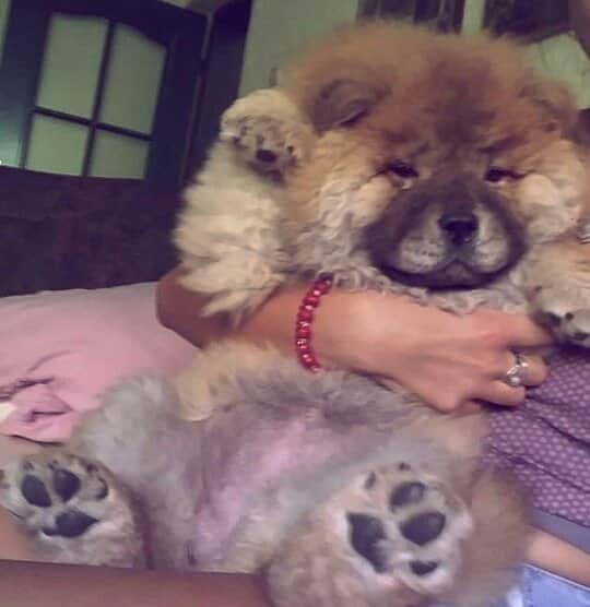CHOWSTAGRAM CHoW CHoW PuPPieSさんのインスタグラム写真 - (CHOWSTAGRAM CHoW CHoW PuPPieSInstagram)「@sweet.betty.chowchow」12月4日 8時00分 - chowchow.gallery