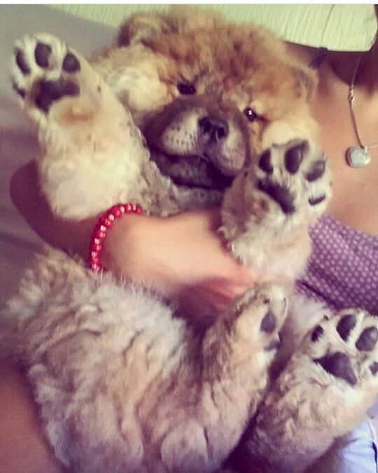 CHOWSTAGRAM CHoW CHoW PuPPieSのインスタグラム：「@sweet.betty.chowchow」