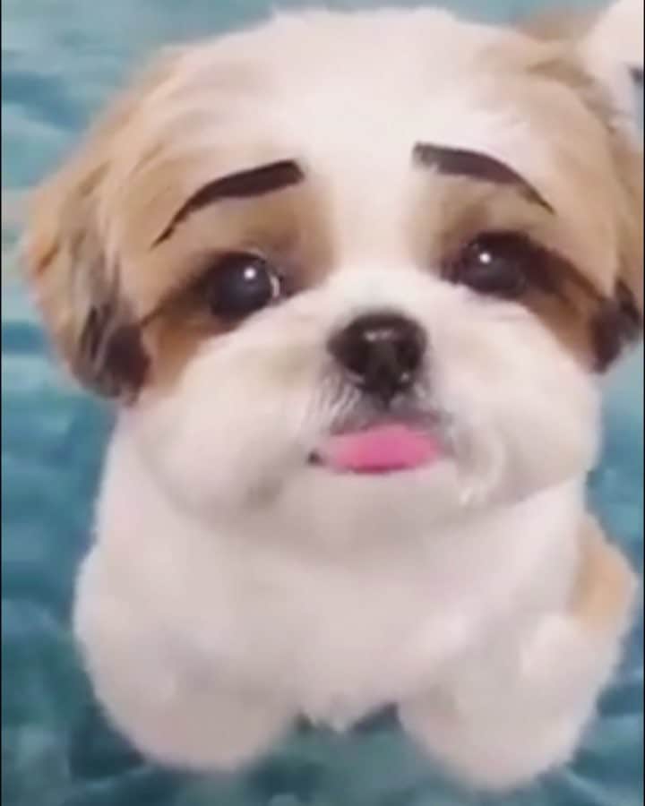 Buttersのインスタグラム：「This is too cute not to share!!! . . Not sure who to credit, but this is not Butters lol. . .. #cute #cuteshihtzu #shihtzupuppy #SHIHTZU #shihtzu #shihtzus #puppy #shihtzulover #instashihtzu」
