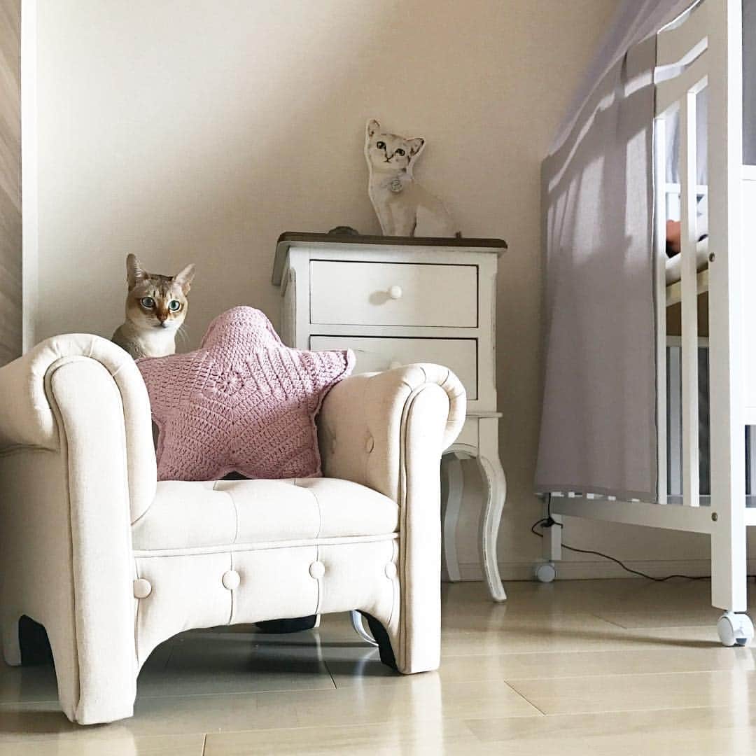 モルト♡Malt(Singapuracat)のインスタグラム：「モルちゃんどーこだ★ * お天気悪いねぇ☁︎ * #babygirl #babyandcat #babyroom #babygoods #canopy #couch #shabbychic #ZARAHOME @zarahome #赤ちゃんと猫 #赤ちゃんのいる生活 #子供部屋 #シャビーシック #ホワイトインテリア #ベビーベッド #ソファ #クリスマスプレゼント」