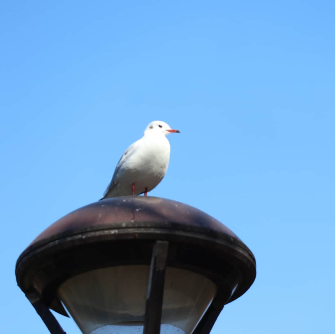 澁谷梓希さんのインスタグラム写真 - (澁谷梓希Instagram)「とりすぎたねえ…(°_°) #鳥を撮りすぎた #instaphoto #instagood #camera_z #birdphoto #japan」12月4日 21時56分 - azk_s811