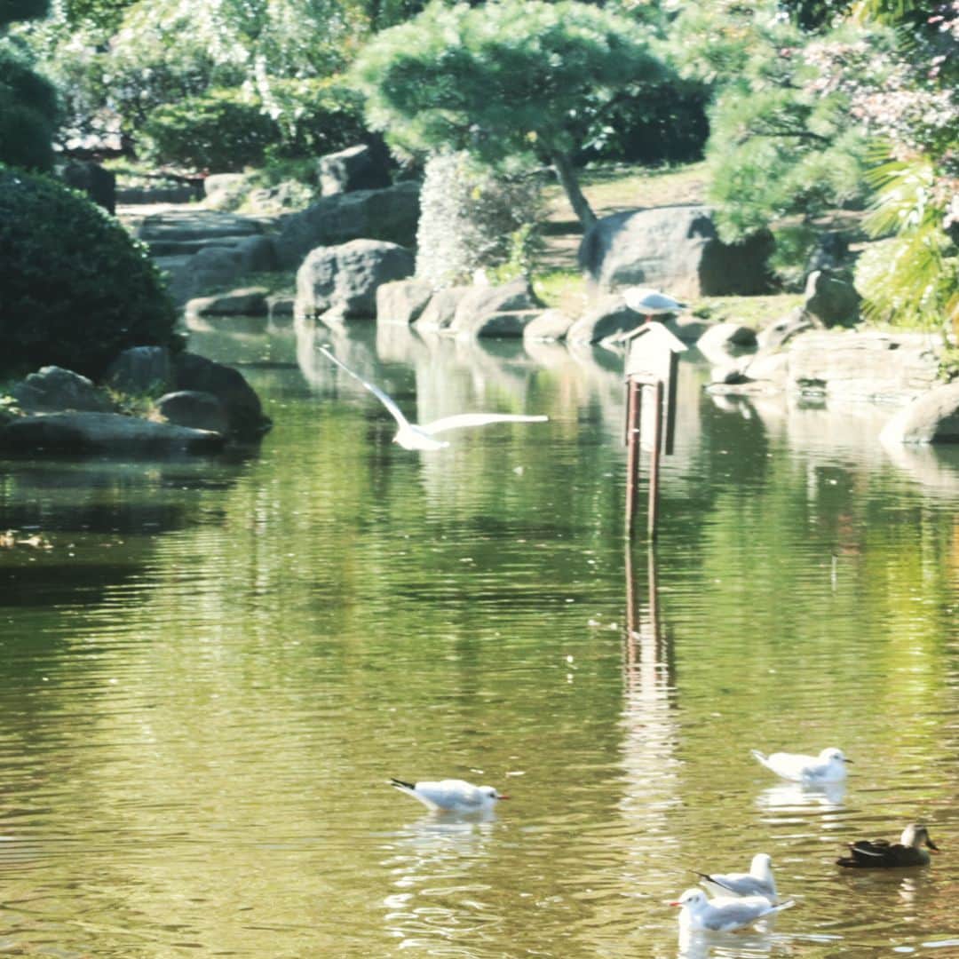 澁谷梓希さんのインスタグラム写真 - (澁谷梓希Instagram)「とりすぎたねえ…(°_°) #鳥を撮りすぎた #instaphoto #instagood #camera_z #birdphoto #japan」12月4日 21時56分 - azk_s811