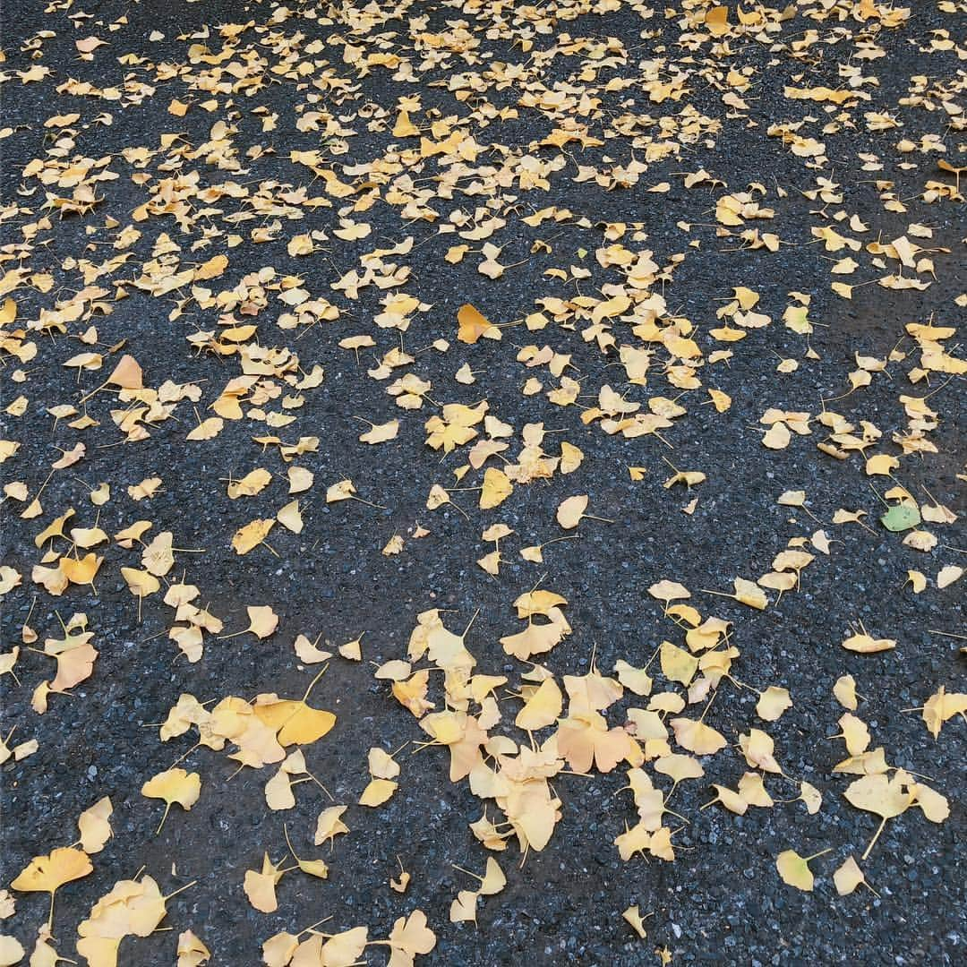 深川麻衣 さんのインスタグラム写真 - (深川麻衣 Instagram)「イチョウの黄色い絨毯。 綺麗だなぁ〜（´-`）」12月4日 16時57分 - fukagawamai.official