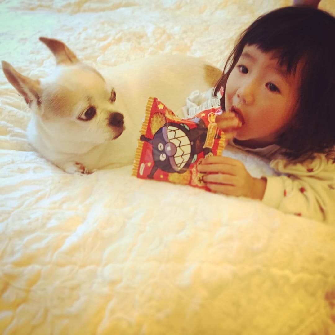 森本千絵さんのインスタグラム写真 - (森本千絵Instagram)「#daughter #dog #thebu  帰国後むすめは ママやだ。父ちゃんがいい。 の口癖。完全父ちゃん子。 ザブぐらいは懐いてくれるかと思いきや、お菓子に夢中」12月4日 22時04分 - chiemorimoto_goen