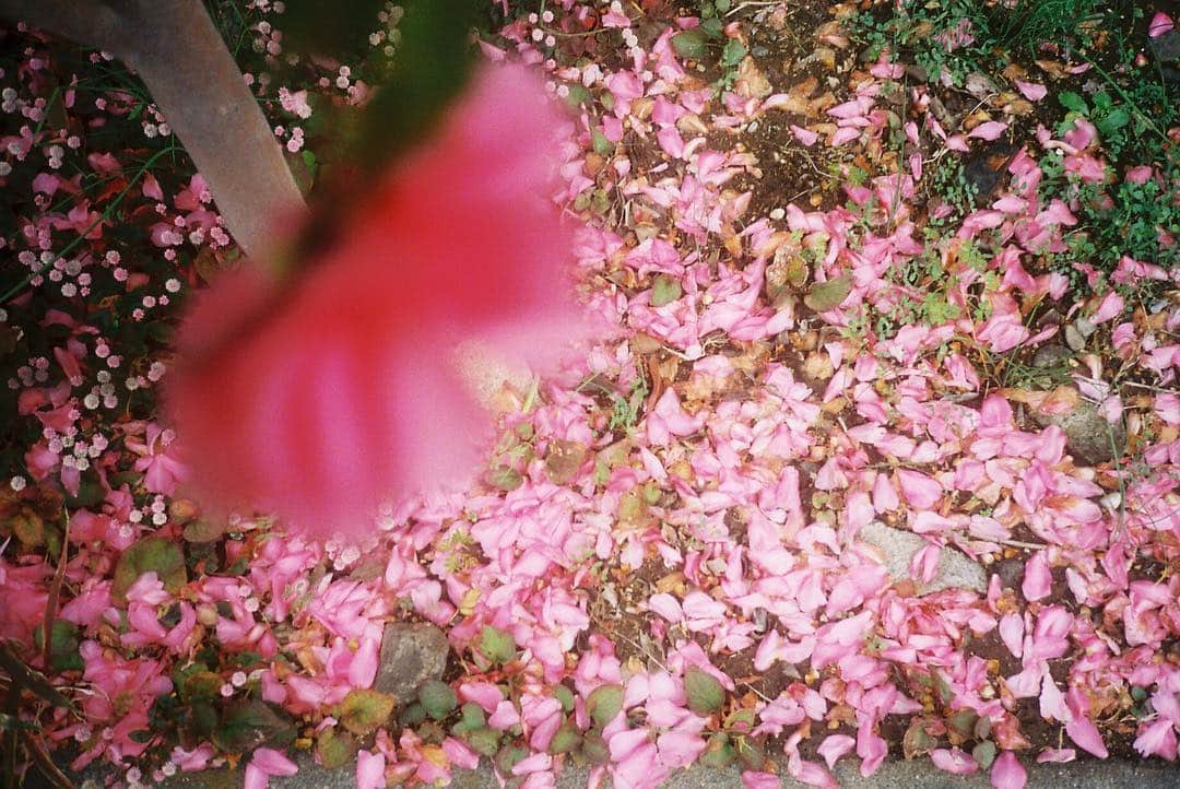 花盛友里のインスタグラム
