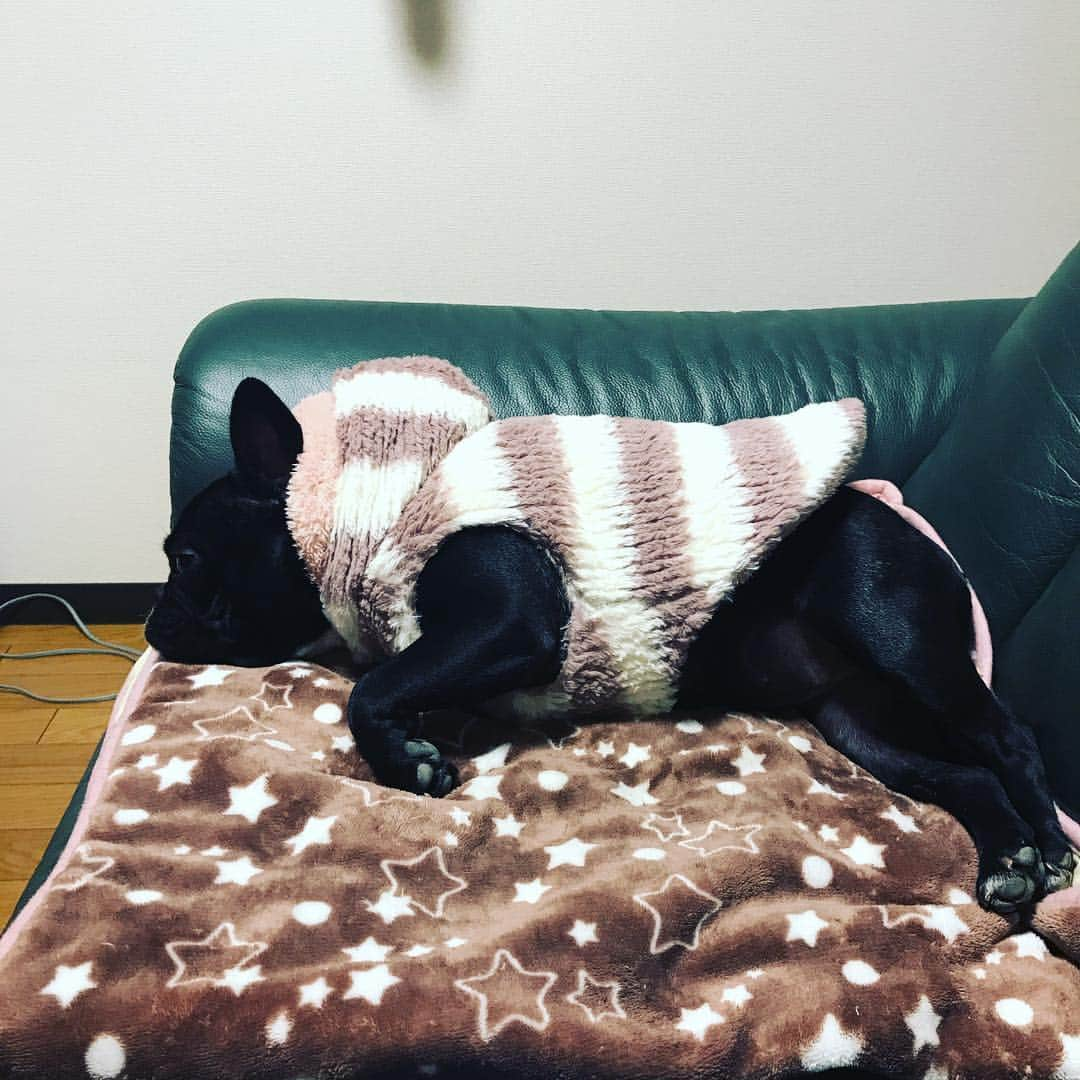 星原健太さんのインスタグラム写真 - (星原健太Instagram)「#フレンチブルドッグ#frenchbulldog #ゆず#一生寝てる#和牛おもろい」12月5日 17時47分 - kentahoshihara