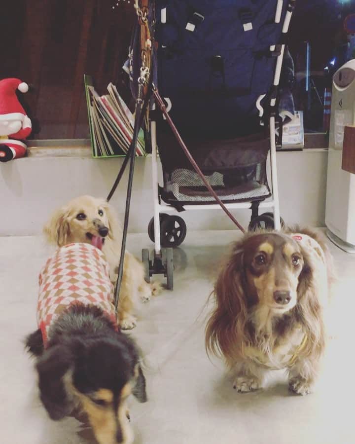 あ〜な（A-Na•̤ᴗ•̤）のインスタグラム：「病院のイルミネーション綺麗🎄  ボンさん…ライに被りすぎ(^^;」