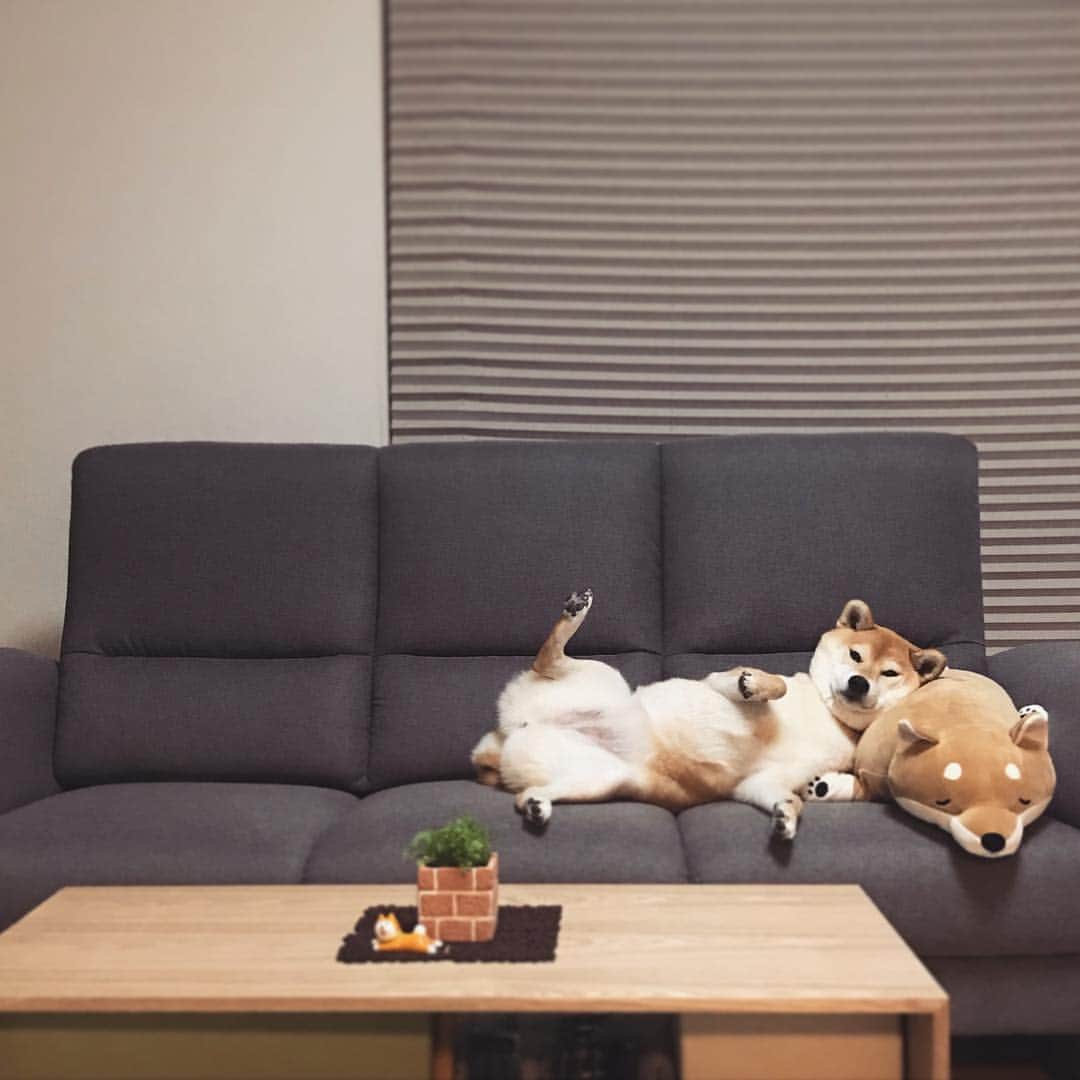マロたんのインスタグラム：「feeling comfy now? 日曜日のお父さん？ #shiba #shibainu #weeklyfluff」