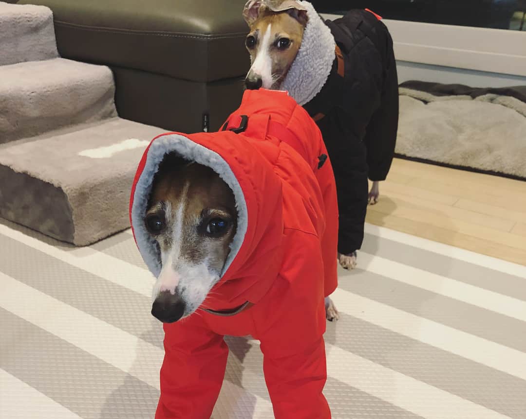 チョ・グォン さんのインスタグラム写真 - (チョ・グォン Instagram)「가가&비버랑 스키장 가도 되겠다!!! 올 겨울은 이것만 입혀도 되겠어요.!! 직접 받아서 입혀보니 기대이상으로 구매만족 상승 !!! #아이쥐#이탈리안그레이하운드  키우시는 분들에게 추천합니다 🐶 근데 왜 니들 얼었어 ㅋㅋ  옷의 이름도 멋짐 👍🏻 Gravity : Super Warm  마치 우주복처럼 생긴 이옷은 극한의 추위를 견딜수 있게 특수소재를 이용해 정교하게 제작된 방한방수 100%의 기능성 아웃도어 패딩수트랍니다. 칼바람의 차가운냉기를 막아주고 몸안의 에너지를 가두어 움직일수록 더욱 따듯해지는 이탈리안그레이하운드만을 위한 옷이예요 🐶 #vemvem #Gravity #SuperWarm @vemvem_official」12月5日 23時17分 - kwon_jo