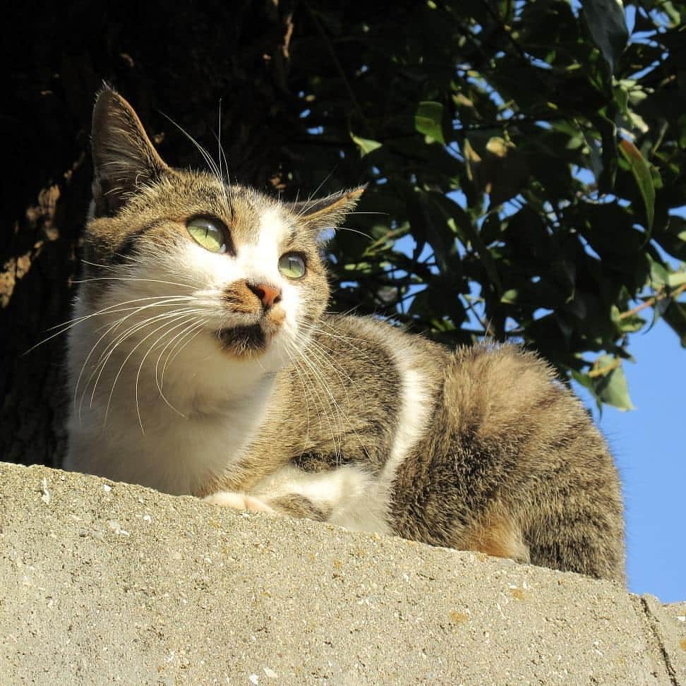 リトレンゴ【公式】のインスタグラム：「Photo by @n_bu_ri_te_ri https://www.instagram.com/p/BcPcrC3HFPG/  リトレンゴではサイトOPENを記念して「日本の離島フォトコンテスト」を開催！今回のテーマは『日本の島猫』。あなたが離島で出会った猫の写真を投稿してください。応募はこのアカウントをフォローし、｢島の名前」｢ハッシュタグ #ritorengo 」をつけるだけ。作品は随時ピックアップしてご紹介させていただきます。皆様のご応募お待ちしております🐱 https://www.ritorengo.com/photo-contest/  #伊吹島 #香川 #瀬戸内海 #離島 #島旅 #島猫 #猫 #ネコ #ねこ #島 #cats_of_instagram#landscape_captures #landscapephotography #landscapelovers #animal #animallovers #animalphotography #cat #catlove #catphoto #ilovecat #japan #japon #にゃんすたぐらむ #にゃんだふるらいふ #ねこ部 #写真好きな人と繋がりたい #写真撮ってる人と繋がりたい #ファインダー越しの私の世界」