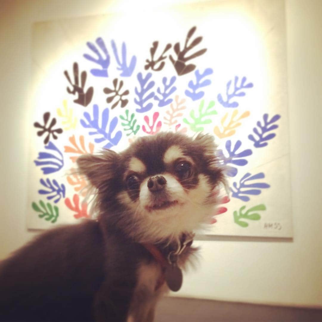 鈴木一真さんのインスタグラム写真 - (鈴木一真Instagram)「犬が美術館に入ってもお咎めなし^ ^ She enjoyed the art:) #matisse #chihuahua」12月6日 11時57分 - _kazumasuzuki_