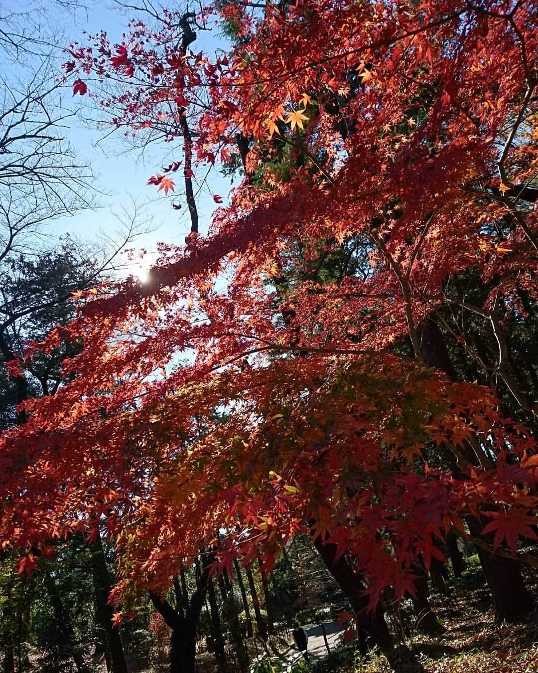 スウィージー美紀のインスタグラム：「#楓 #銀杏 #紅葉 #十月桜 #椿 #カエデの木のうた  紅葉の中のお散歩は風が冷たくても、とても心地良かったです。  Eテレの「いないいないばあっ！」で知った、つんくさん作曲の『カエデの木のうた』が大好きで、今の時期は外を歩くときの心のBGMでもあり、お風呂でも布団の中でも息子によく歌っています😊  我が家は今、家族みんな風邪っぴきです。 大抵、デリケートな夫→息子→私の順番で移っていき、私に巡ってくるときには症状が重くなっています💧 熱は下がったものの咳が治まらずで…生放送までに咳を鎮めなければ😷💦 明日はハチミツヨーグルトを食べてみよう🙆🍯✨🐝 皆さまもくれぐれも風邪にはお気をつけて…！(>_<)」