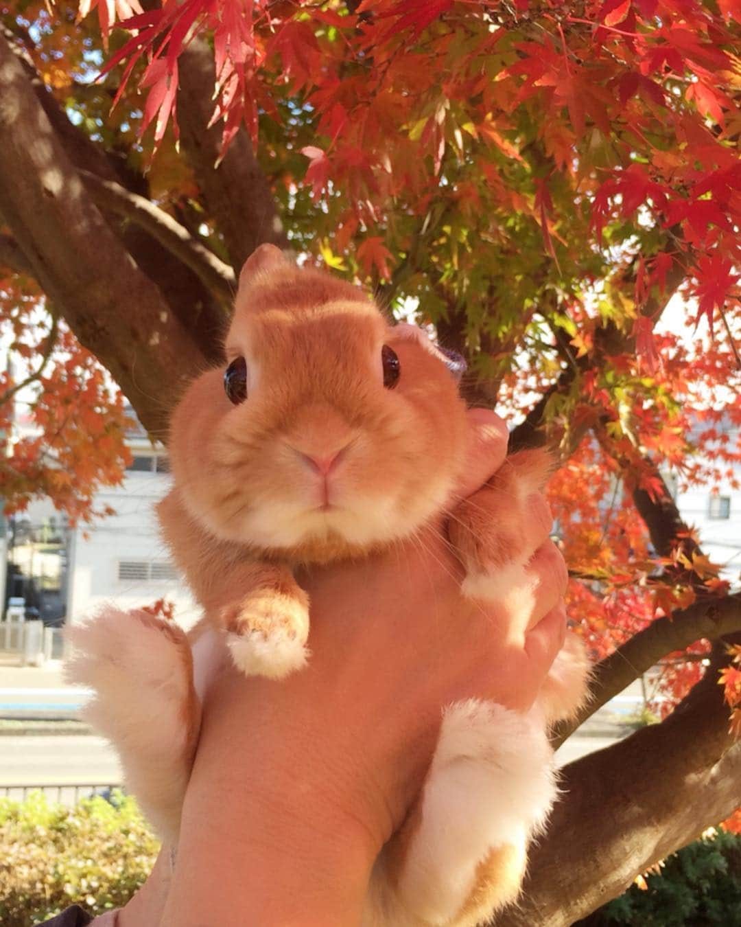 のインスタグラム：「* * 近所の公園でうさんぽ ♪ まるるんうっすら紅葉色だね🍁 * * #うさぎ#ネザーランドドワーフ#ふわもこ部#rabbit#lapin#cutepetclub#WeeklyFluff #bunnystagram#rabbitstagram #instapet#Igersjp#instagram #紅葉 #ぴょんちゃん大好き #20171206」
