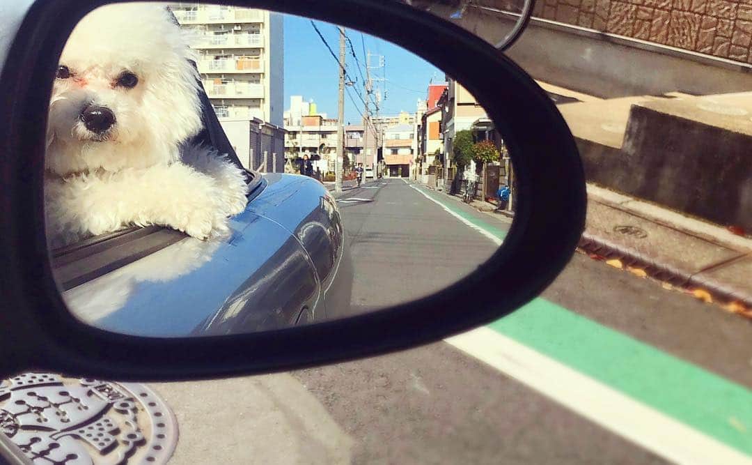 Robert de Boronのインスタグラム：「かわゆすぎ🐶🚗💨✨♡ #親バカ #犬 #いぬ #ビションフリーゼ」