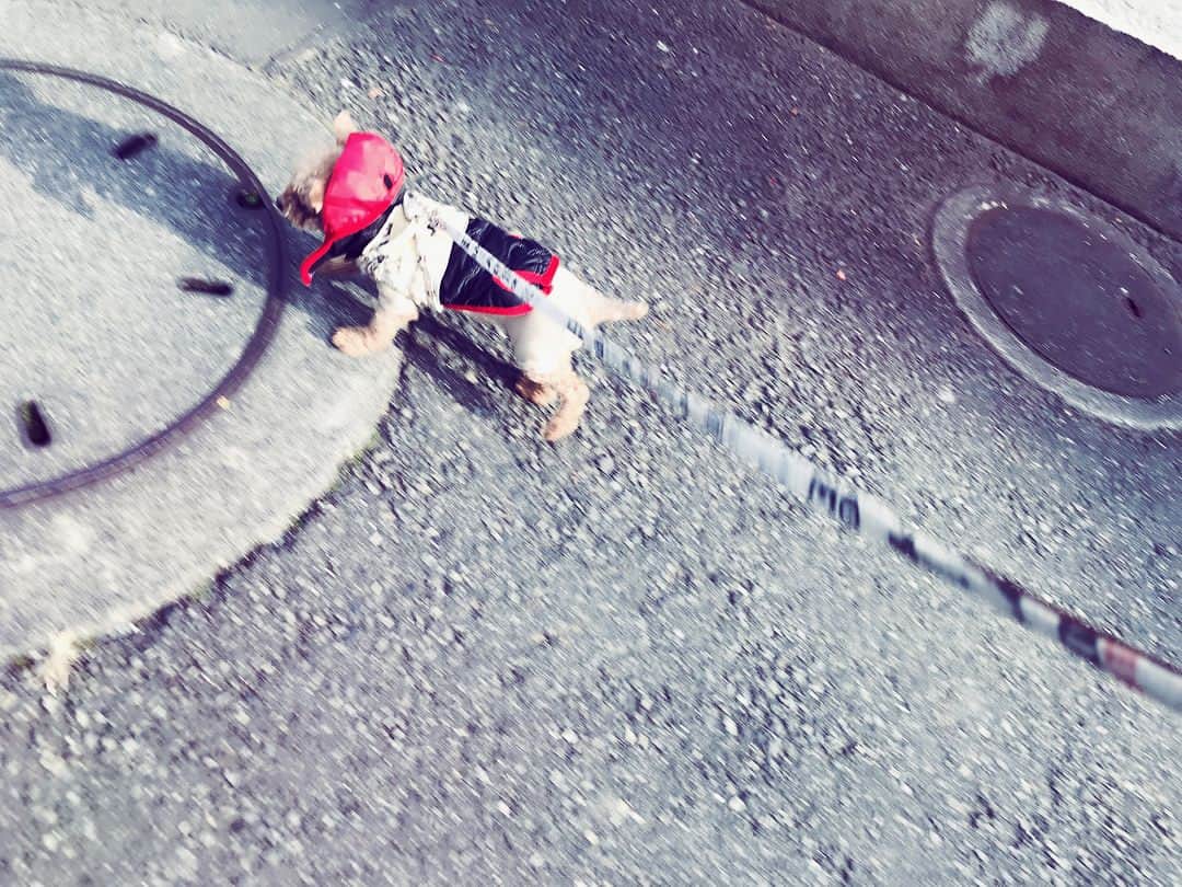 絢香さんのインスタグラム写真 - (絢香Instagram)「おしりがカワイイ🐶 #アオちゃん #ラキちゃん #aoraki #dogs #twins #朝のお散歩」12月7日 13時04分 - ayaka_official_jp