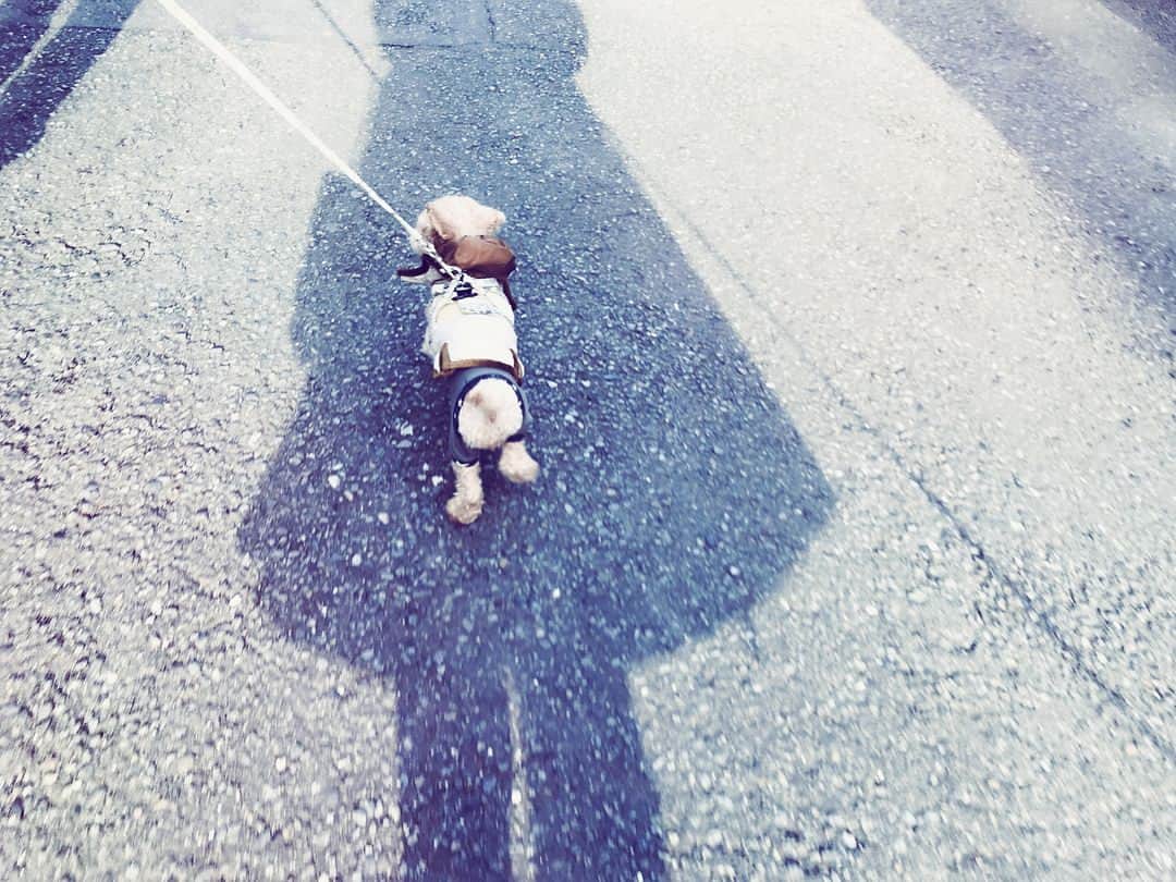 絢香さんのインスタグラム写真 - (絢香Instagram)「おしりがカワイイ🐶 #アオちゃん #ラキちゃん #aoraki #dogs #twins #朝のお散歩」12月7日 13時04分 - ayaka_official_jp