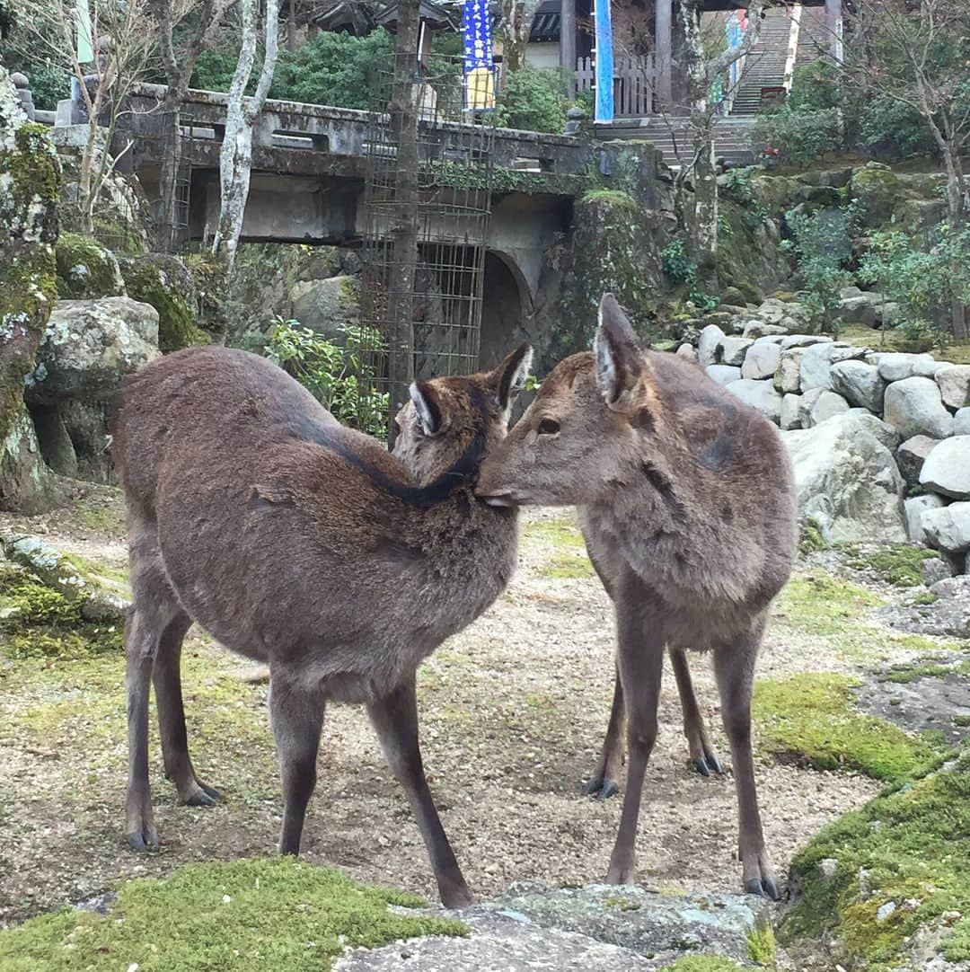 堀田奈津水さんのインスタグラム写真 - (堀田奈津水Instagram)「昨日今日は、なおちゃんと宮島ロケ🦌楽しかった〜😊🚘 #宮島いいところ」12月22日 18時32分 - natsumi_kan1022