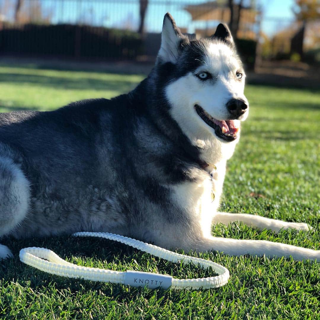 Misa Campoのインスタグラム：「Some people might just see a dog. I see my best friend, daughter, sister, savior and total support system. All that she asks is that I love her in return. And pick up her poop.  Follow her if you support her dreams to be an ig model  @realdanithedog」