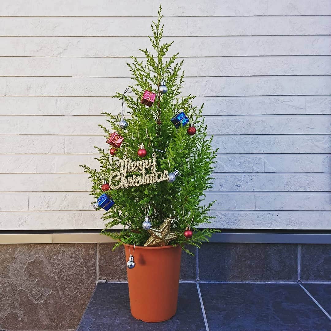武藤乃子さんのインスタグラム写真 - (武藤乃子Instagram)「🎄 我が家のちっちゃなクリスマスツリー✨🎄✨ . . #クリスマスツリー #ゴールドクレスト #ゴールドクレストツリー」12月8日 7時17分 - muto_noriko.11