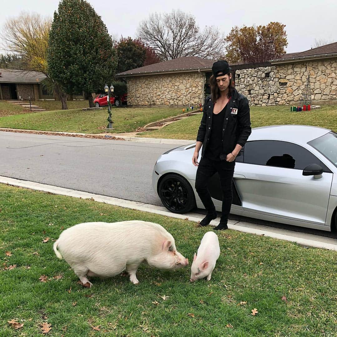 baconさんのインスタグラム写真 - (baconInstagram)「Everything’s pigger in Texas. 🎄」12月8日 7時59分 - bacon_the_piglet