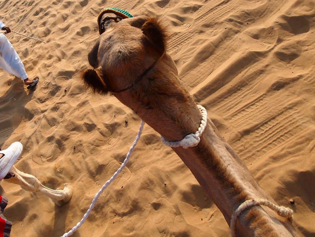 戸崎奈津さんのインスタグラム写真 - (戸崎奈津Instagram)「ラクダさん🐫🐫 後ろ姿可愛いくて惚れた😍 Camel ride  in the #Dubai #desert 🌵🏜🐫 乗って立ち上がる時がめっちゃコワい🤣 日本人に人気のツアーでした✨ #モーニングサファリ . . #ドバイ #砂漠 #デザートサファリ #ラクダ #UAE  #アラブ首長国連邦 #🇦🇪 #🐫 #camel #safari #lovely  #camelride  #awesome #mydubai #instadubai #dubaifun #タビジョ #tabijyo #genic_dubai #genic_mag #emirates #ドバイ旅行  #ハレコレ #followme #trip  #Natsu_trip🌸」12月8日 16時18分 - naa_tsu0827