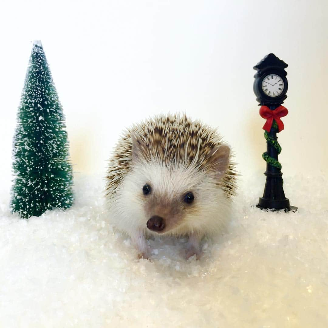 ハフさんのインスタグラム写真 - (ハフInstagram)「#flashbackfriday of Huff to celebrate snow in Texas! ☃️」12月9日 3時55分 - huffyhedgehogs