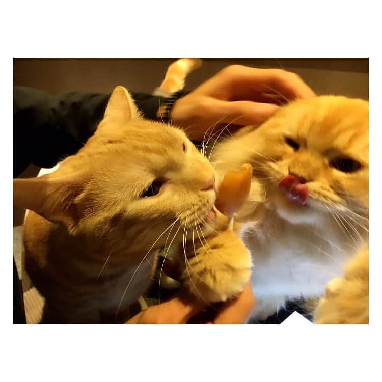 猪野広樹さんのインスタグラム写真 - (猪野広樹Instagram)「明日から再び義風堂々‼︎の世界へ！ 残り3公演。 燃やし尽くそう この前光くんと人生初の猫カフェへ。 おやつ買った瞬間、この人気ぶりよ笑  #義風堂々‼︎ #猫カフェ」12月8日 20時05分 - hiroki_ino