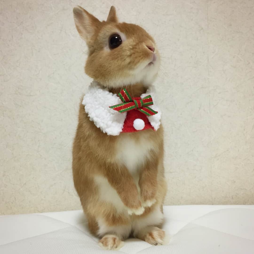 のインスタグラム：「* * サンタさんまだかなぁ プレゼント何かなぁ おしゃれして待ってるのになぁ * * 🎅🎄🎁 * * #うさぎ#ネザーランドドワーフ#ふわもこ部 #rabbit#lapin#cutepetclub#WeeklyFluff #bunnystagram#rabbitstagram#instapet #Igersjp#instagram #christmas #クリスマス #ぴょんちゃん大好き #20171208 * * minneで一目惚れした みちょぴさんの付け襟💕 まるるんも気に入ってくれたみたい😊 ありがとうございました❤️ * *」