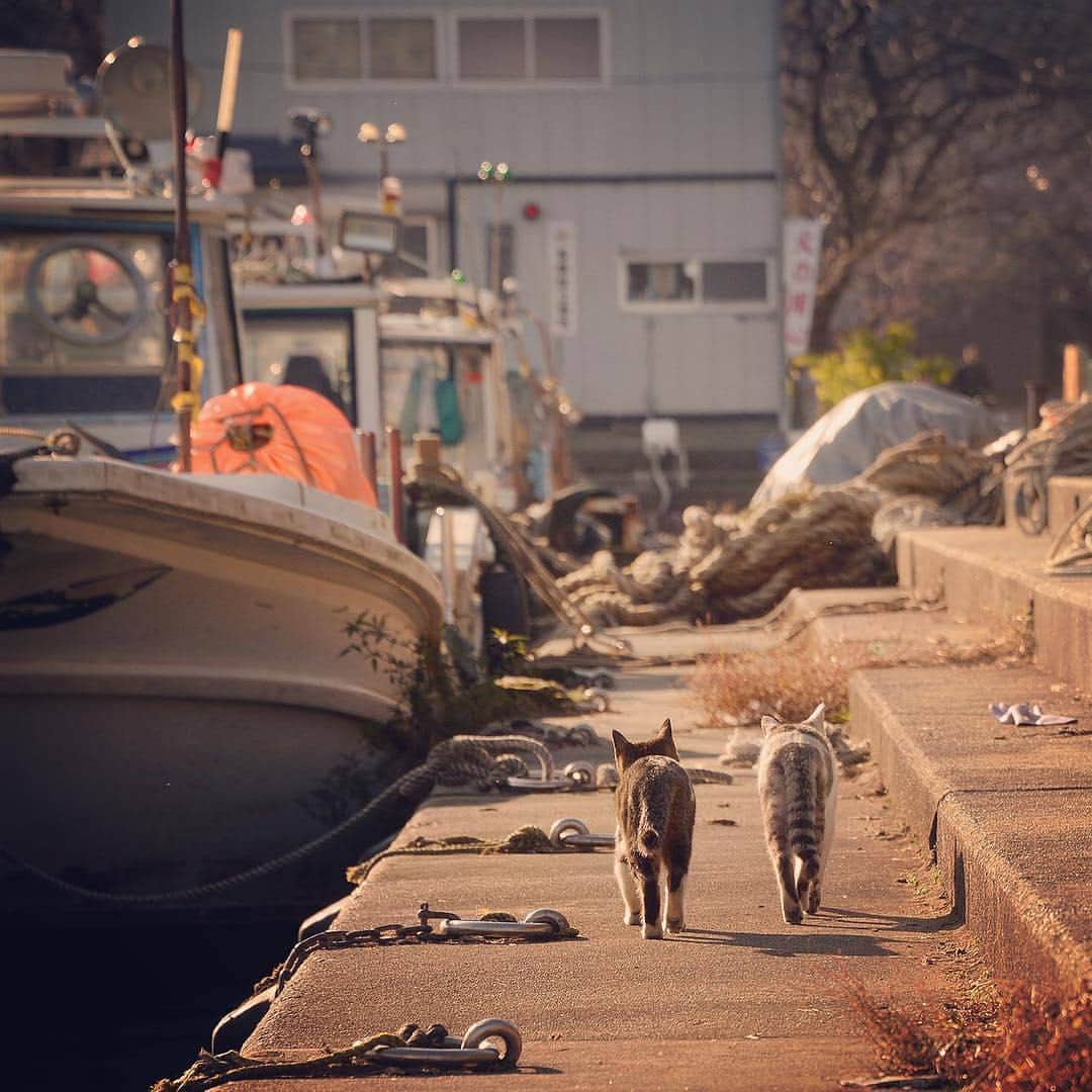 リトレンゴ【公式】さんのインスタグラム写真 - (リトレンゴ【公式】Instagram)「Photo by @tetsuya_mura https://www.instagram.com/p/BcYOH0wg2-V/  リトレンゴではサイトOPENを記念して「日本の離島フォトコンテスト」を開催！今回のテーマは『日本の島猫』。あなたが離島で出会った猫の写真を投稿してください。応募はこのアカウントをフォローし、｢島の名前」｢ハッシュタグ #ritorengo 」をつけるだけ。作品は随時ピックアップしてご紹介させていただきます。皆様のご応募お待ちしております🐱 https://www.ritorengo.com/photo-contest/  #沖島 #滋賀 #離島 #島旅 #島猫 #猫 #猫島 #ネコ #ねこ #島 #cats_of_instagram #landscape_captures #landscapephotography #landscapelovers #animal #animallovers #animalphotography #cat #catlove #catphoto #ilovecat #japan #japon #にゃんすたぐらむ #にゃんだふるらいふ #ねこ部 #写真好きな人と繋がりたい #写真撮ってる人と繋がりたい #ファインダー越しの私の世界」12月9日 2時23分 - ritorengo