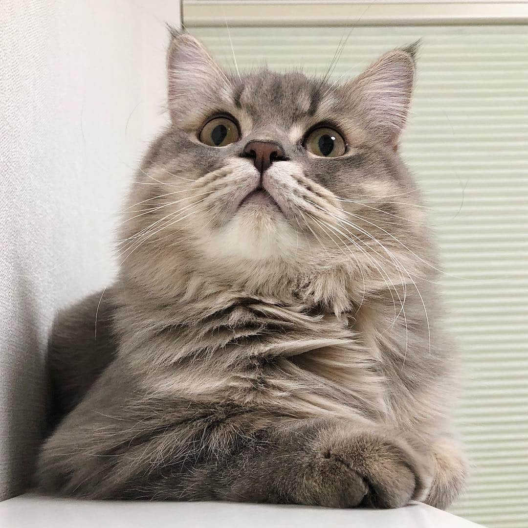 金太さんのインスタグラム写真 - (金太Instagram)「. まんぞくさん🐈💨 . 応募用 . #cats_naptime_manzoku  @catsnaptime . . . . #ラガマフィンのそうちゃん#ラガマフィン #catsofinstagram#猫#ねこ#にゃんすたぐらむ#クリームタビー#まん丸ねこ部#ペコねこ部#みんねこ#ふわもこ部#ねこ部#igersjp#かわいい#meowbox#cats_of_world#scottishfold#cutecat#9gagcute#neko#fluffycat#petlover#mypet#funnycat#meow」12月9日 13時00分 - vvviopw
