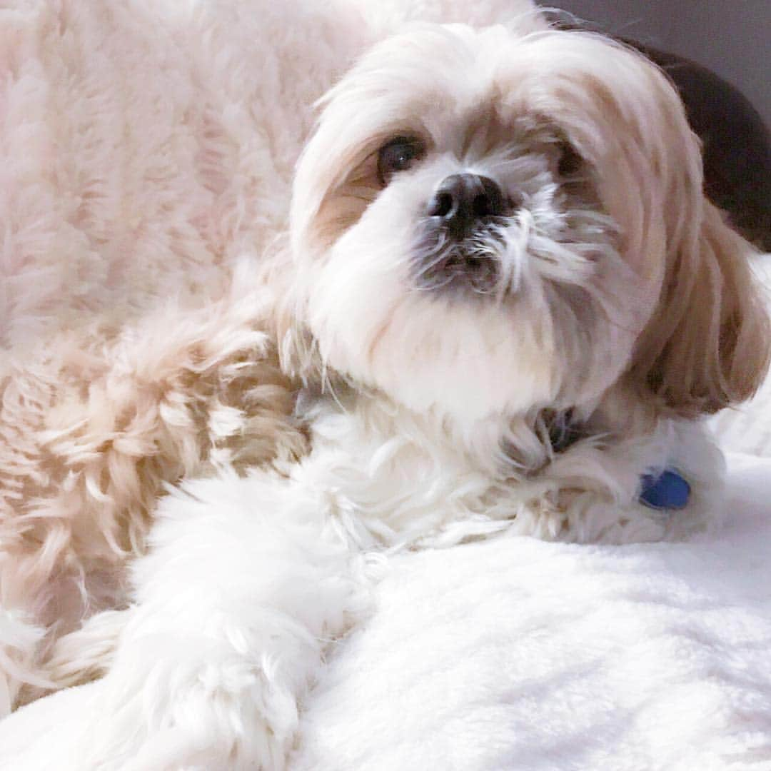 Buttersのインスタグラム：「I hear something... stop taking pictures of me mommy! I got to see what’s all ruckus is about! . . . Who else is secretly a guard dog in a tiny dog’s body? Lol」