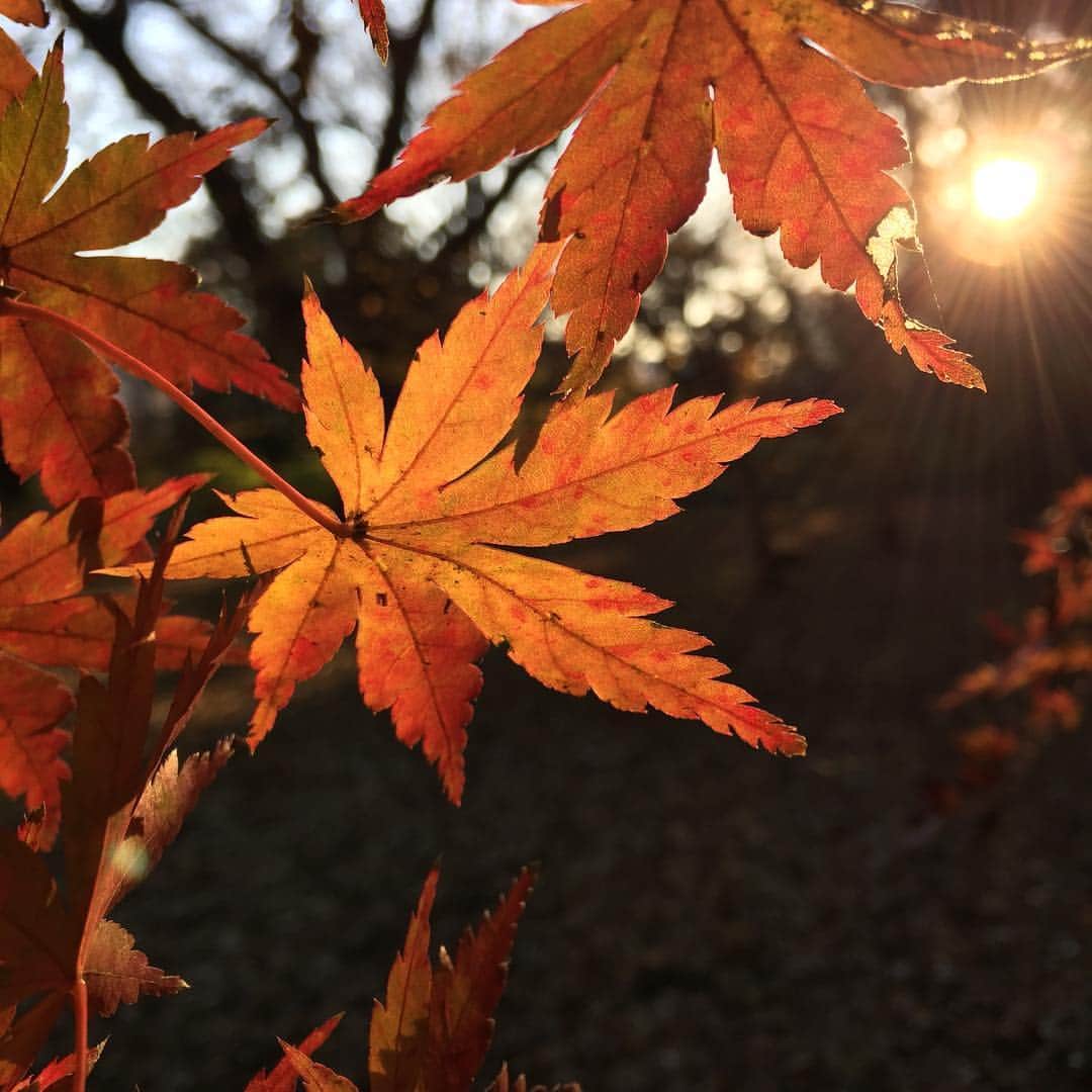 ふかしのインスタグラム：「#新宿御苑 #紅葉 #紅葉🍁 #autumn #autumnleaves #autumn🍁」
