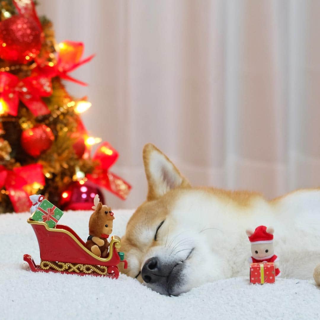 Moguさんのインスタグラム写真 - (MoguInstagram)「やばいなの。 もぐより可愛いあわてんぼサンタさん来たなの。 もぐより可愛い…もぐより可愛い…焦るなの。 女子力負けてるなの。 やばいなの。 hasty Santa Clause #シルバニアファミリー#シルバニアクリスマス #とりあえず寝たふりして考える #女子力とは #柴犬 #shibainu #shiba#赤柴 #redshiba#犬 #dog#わんダフォ#しばいぬ」12月9日 23時57分 - the_shiba_mogu