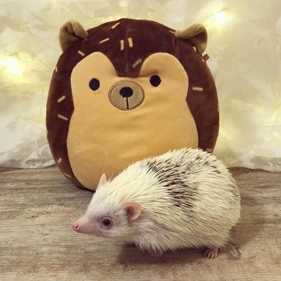 ハフのインスタグラム：「Fluff & the hedgehog version of #Totoro 😅」