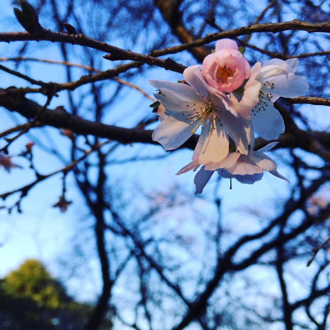 ふかしのインスタグラム：「#新宿御苑 #桜 #冬桜 #冬桜🌸」