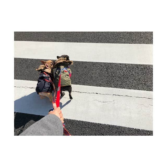 RENA（久保田玲奈）さんのインスタグラム写真 - (RENA（久保田玲奈）Instagram)「‪Sunday👣❤️‬ #frenchbulldog #OHAGI #MITARASHI #girl&boy #sunday」12月10日 11時56分 - sb_rena