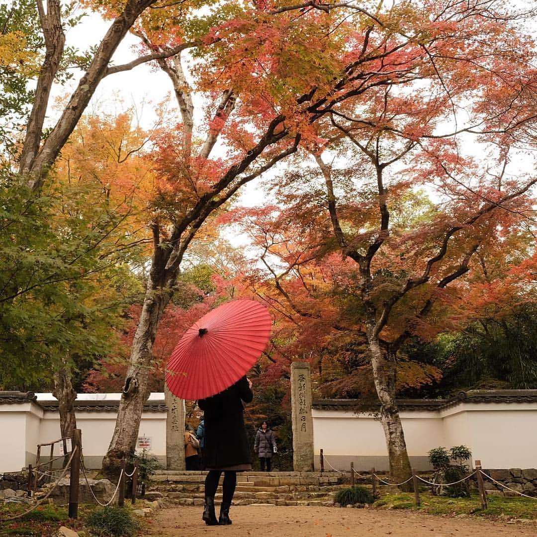 Atsukoのインスタグラム：「・ 紅葉もおわり… ・ ・ 京都検定3級を受けてきました。た、たぶん大丈夫…かな…😶 勉強不足で覚えていなかった問題が数問でたのと、終わってから間違いに気づいた問題があり、やっぱり、あああ…って、なってる😑 ・ 試験会場が伏見稲荷に近いキャンパスだったので、帰りに参拝をしてきました。引いたおみくじが「凶後吉」こんなん初めてみた😶 ・ ・ ＊」